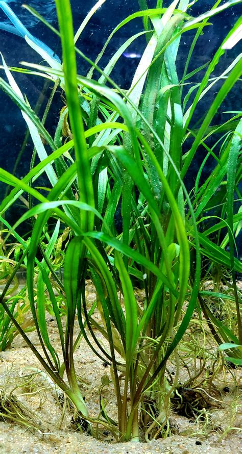 Crypt Spiralis Md Cryptocoryne Spiralis A Z Aquatic Llc