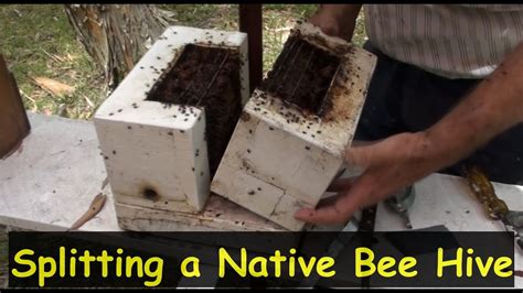 Splitting An Australian Native Beehive To Make Two Hives Youtube