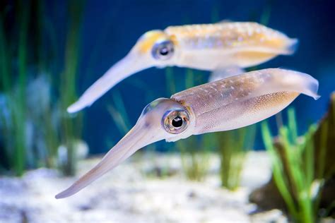 Pseudomorphs A Tale Of The Bigfin Reef Squid Gili Lankanfushi Maldives