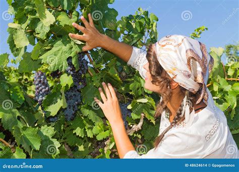 Young Woman Vine Grower In The Vineyard Stock Photo Image Of