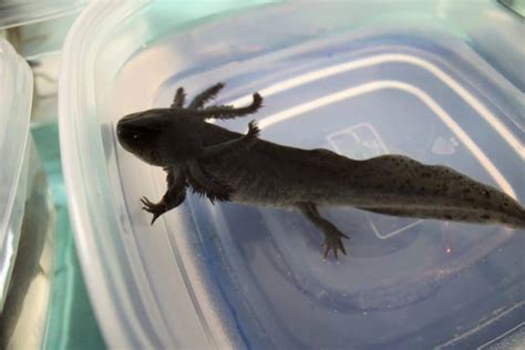 Melanoid Axolotl – Pets From Afar