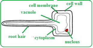 Root Hair Cell Diagram Detailed