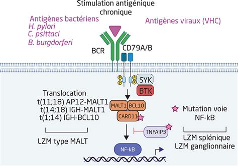 Jle H Matologie Btki Treatment In Mzl