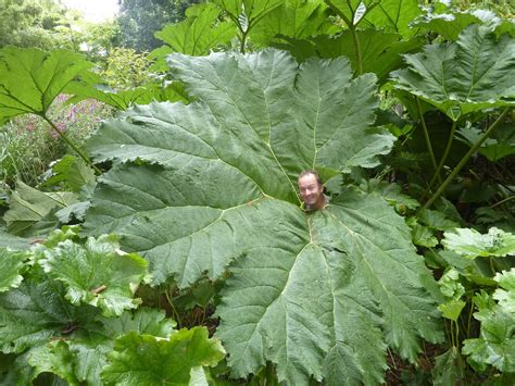 WHAT IS THE WORLD S LARGEST LEAF The Garden Of Eaden