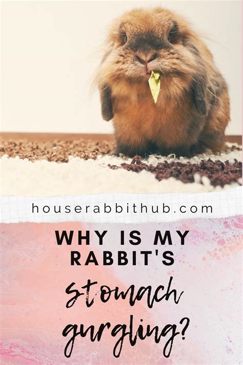 Why is My Rabbit's Stomach Gurgling? - House Rabbit Hub