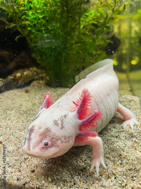 Ambystoma Mexicanum Ambystoma Andersoni Stock Photo | Adobe Stock