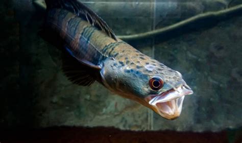 Mengenal Ikan Toman Giant Snakehead Channa Micropeltes PintarPet