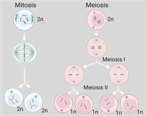 Sister Chromatids Meiosis