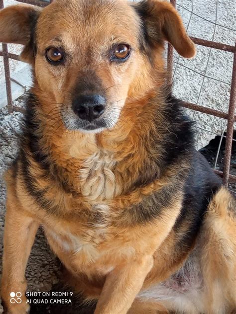 Cane METICCIO Femmina Di Taglia Media In Adozione Centro E Nord Italia