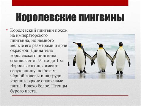 Пингвины. Происхождение пингвинов - online presentation