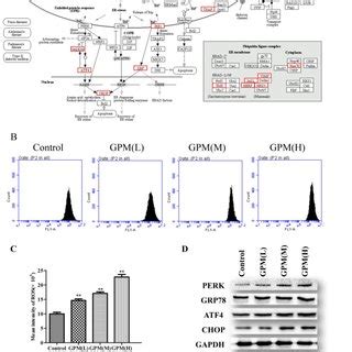 Gpm Induces Ros Generation And Activates Upr In Human Hepg Cells A