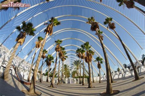 Le Palme All Interno Della Struttura Dell Umbracle Foto Valencia