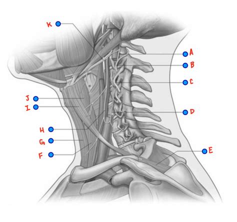 Gross Anatomy Ii Figure Flashcards Quizlet