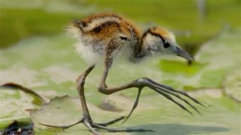 The Jacana The Bird With Disproportionately Large Feet These Guys