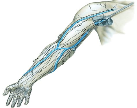 Lower Arm Vasculature Quiz