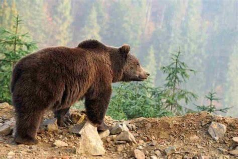 Cosa Fare Se Si Incontra Un Orso Sul Sentiero Mantenere La Calma Non