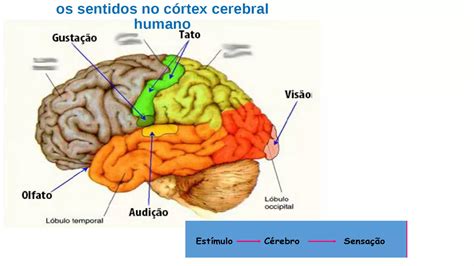 Quais São Os Orgãos Dos Sentidos - orgãos dos sentidos do corpo humano.pdf
