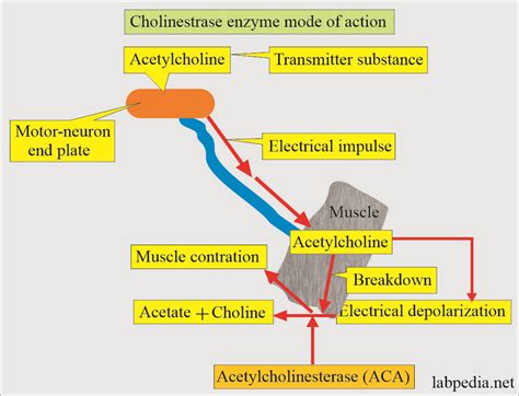 Cholinesterase Functions And Interpretations Labpedia Net