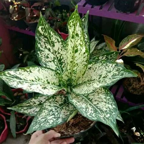 Jual Pohon Tanaman Hias Aglaonema Snow White Shopee Indonesia