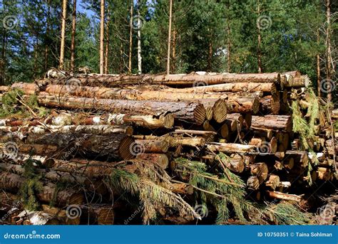 Energy Wood Stock Image Image Of Forestry Pulp Rural 10750351