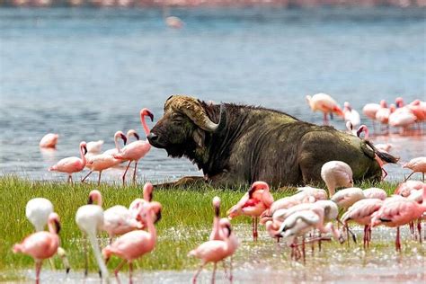 Tripadvisor T Gige Klassische Safari Lake Nakuru Und Masai Mara