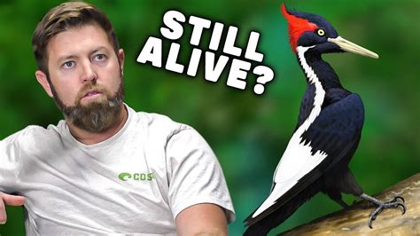 Wildlife Expert Reviews Extinct Ivory Billed Woodpecker Photos Youtube