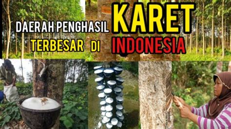 Daerah Penghasil Karet Terbesar Di Indonesia YouTube