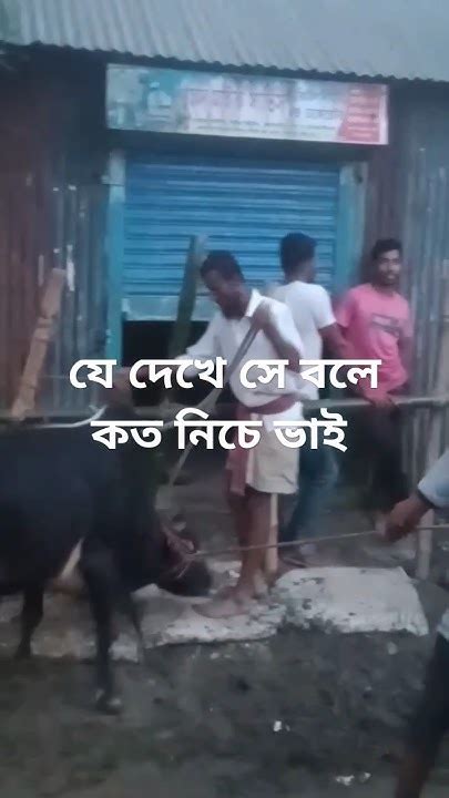 আমি তো গরু কিনছি ভাই 😲😲গরু Foryou ঈদের Cow সব Youtube