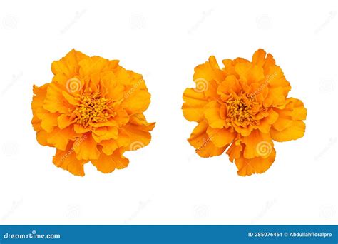 Collection of Beautiful Orange Marigold Flowers Stock Image - Image of ...