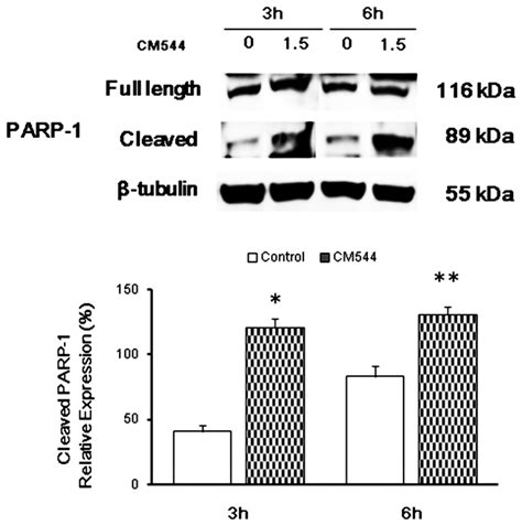 The Selective Acetamidine Based Inos Inhibitor Cm544 Reduces Glioma