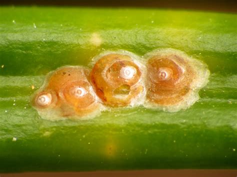 Scale Insects The Inconspicuous Orchard Pest Philadelphia Orchard