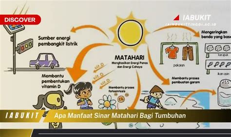 Intip Manfaat Sinar Matahari Bagi Tanaman Yang Bikin Kamu Penasaran