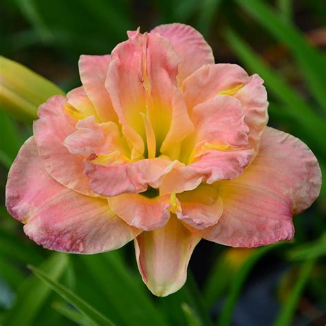 Hémérocalle Roswitha Hemerocallis Compacte Aux Petites Fleurs Doubles