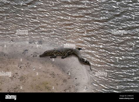 An Aerial View Of A Nile Crocodile Crocodylus Niloticus Resting On A