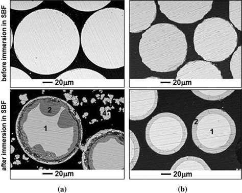 SEM Images Of Bioactive Glass Microspheres Without Yttrium A And With