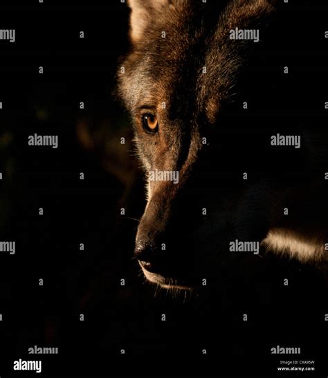 Wolf nose close up hi-res stock photography and images - Alamy