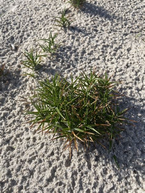 Beachstar From N Ocean Blvd Pompano Beach FL US On November 23 2023