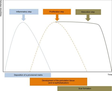 Schematic Illustration Showing The Evolution Of The Myo Fibroblast