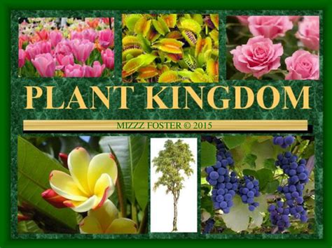 Plant Kingdom Power Point and Chart with Key | Teaching Resources