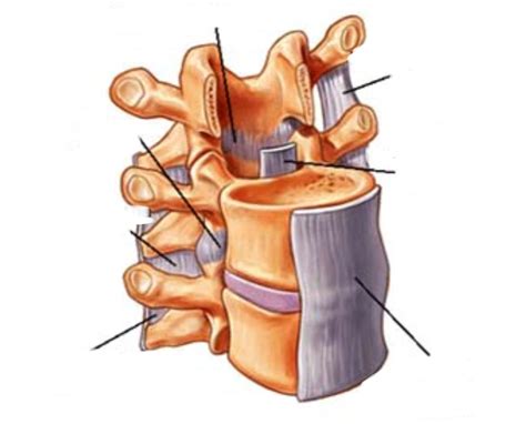 Vertebral Ligaments Diagram Quizlet