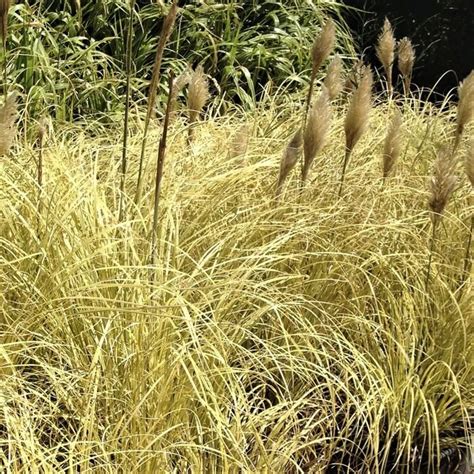 Cortaderia Selloana Splendid Star