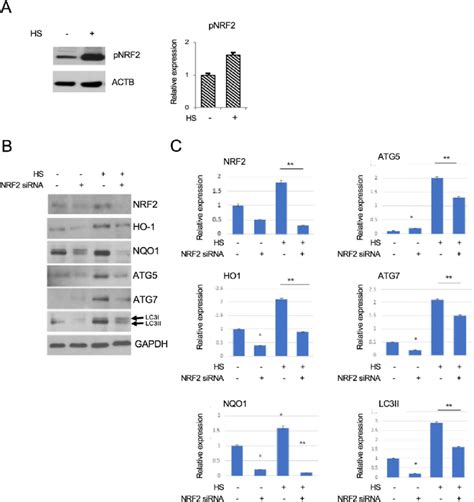 Silencing Of Nrf Alters Heat Induced Autophagic Gene Expression A