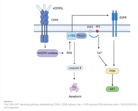 Figure 1 From The Dual Role Of The Cd95 And Cd95l Signaling Pathway In