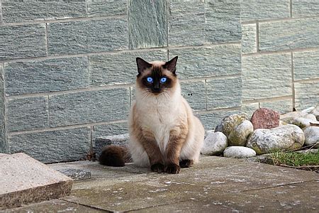 Royalty-Free photo: Brown Siamese cat | PickPik