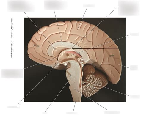 Cerebrum Diagram | Quizlet