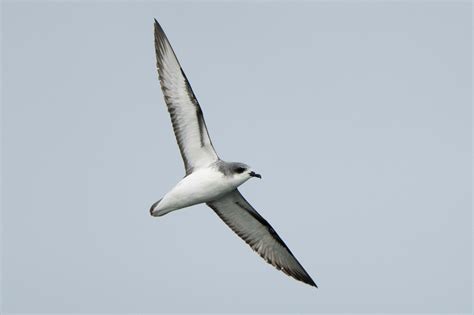 Cook S Petrel The Sibley Guide To Bird Life Behavior INaturalist