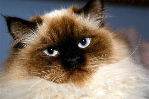 Are Ragdoll Cats Safe For Allergy Sufferers