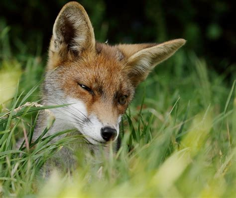 Little Dog Fox | Everything is Permuted