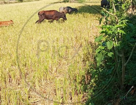 Image Of Cow Calf Buffalo Grazing On Indian Paddy Field Bk Picxy