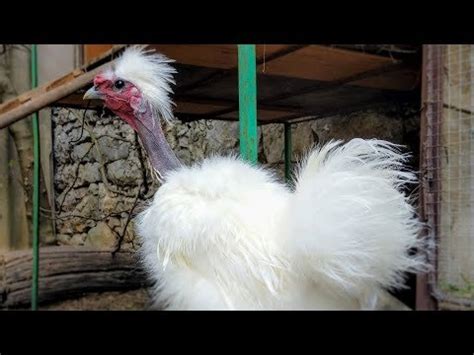 Considering Naked Neck Chickens The 17 Things You Must Know First